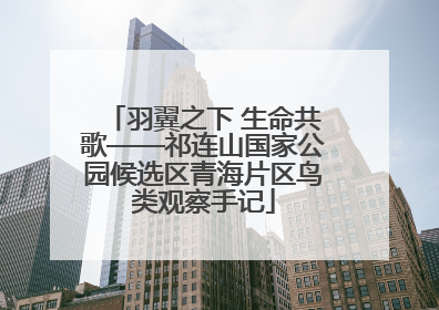 羽翼之下 生命共歌——祁连山国家公园候选区青海片区鸟类观察手记
