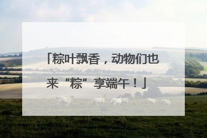 粽叶飘香，动物们也来“粽”享端午！