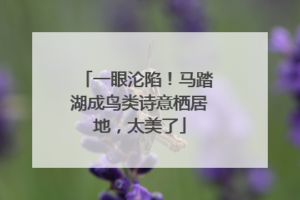一眼沦陷！马踏湖成鸟类诗意栖居地，太美了