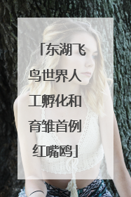 东湖飞鸟世界人工孵化和育雏首例红嘴鸥