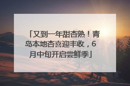 又到一年甜杏熟！青岛本地杏喜迎丰收，6月中旬开启尝鲜季