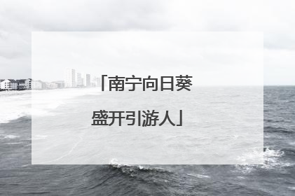 南宁向日葵盛开引游人