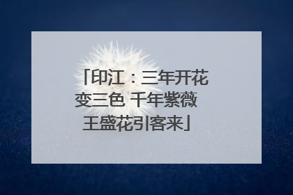 印江：三年开花变三色 千年紫薇王盛花引客来