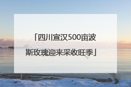 四川宣汉500亩波斯玫瑰迎来采收旺季