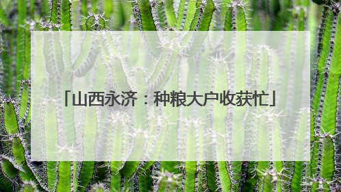 山西永济：种粮大户收获忙