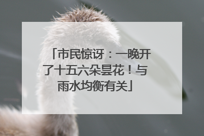市民惊讶：一晚开了十五六朵昙花！与雨水均衡有关