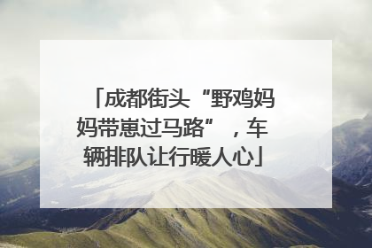 成都街头“野鸡妈妈带崽过马路”，车辆排队让行暖人心