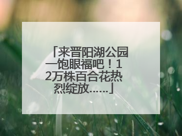 来晋阳湖公园一饱眼福吧！12万株百合花热烈绽放……