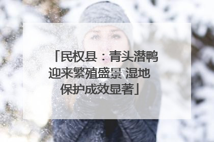 民权县：青头潜鸭迎来繁殖盛景 湿地保护成效显著