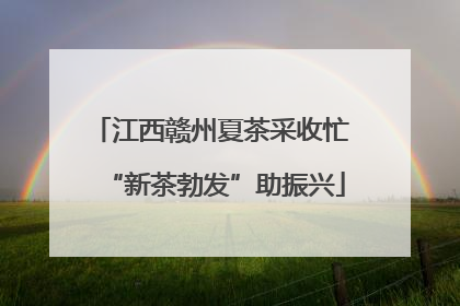 江西赣州夏茶采收忙 “新茶勃发”助振兴
