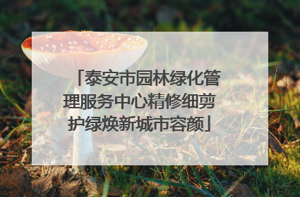 泰安市园林绿化管理服务中心精修细剪护绿焕新城市容颜