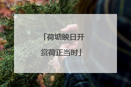 荷塘映日开 赏荷正当时