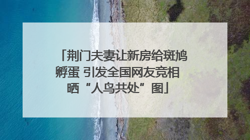 荆门夫妻让新房给斑鸠孵蛋 引发全国网友竞相晒“人鸟共处”图