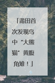 莆田首次发现鸟中“大熊猫”黄腹角雉！