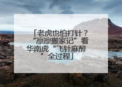 老虎也怕打针？“凛凛搬家记”看华南虎“飞针麻醉”全过程