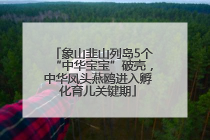 象山韭山列岛5个“中华宝宝”破壳，中华凤头燕鸥进入孵化育儿关键期