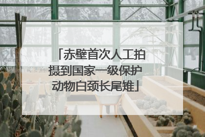 赤壁首次人工拍摄到国家一级保护动物白颈长尾雉