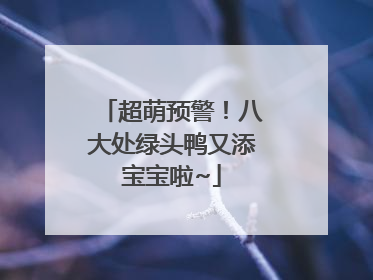 超萌预警！八大处绿头鸭又添宝宝啦~