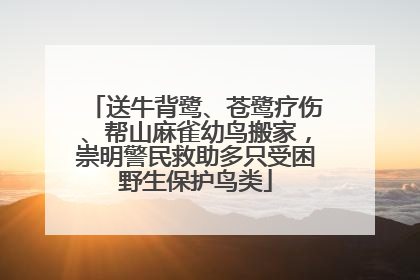 送牛背鹭、苍鹭疗伤、帮山麻雀幼鸟搬家，崇明警民救助多只受困野生保护鸟类
