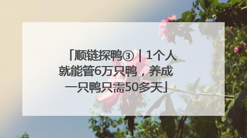 顺链探鸭③｜1个人就能管6万只鸭，养成一只鸭只需50多天