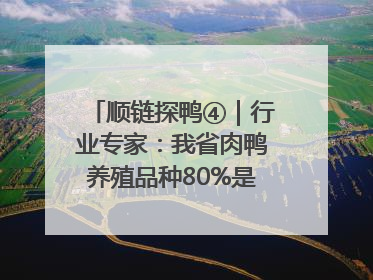 顺链探鸭④｜行业专家：我省肉鸭养殖品种80%是樱桃谷鸭