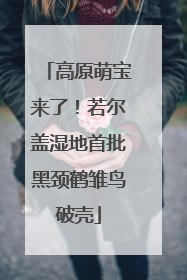 高原萌宝来了！若尔盖湿地首批黑颈鹤雏鸟破壳